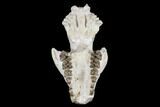 Oreodont (Merycoidodon) Partial Skull - Wyoming #113031-7